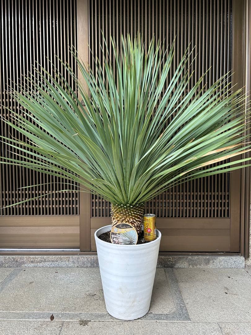 ユッカ　ロストラータ　サファイアスカイズ 幹立株　高さ約110センチ　樹形きれい ユッカ 6号 ロストラータ サファイアスカイズ（Yucca rostrata