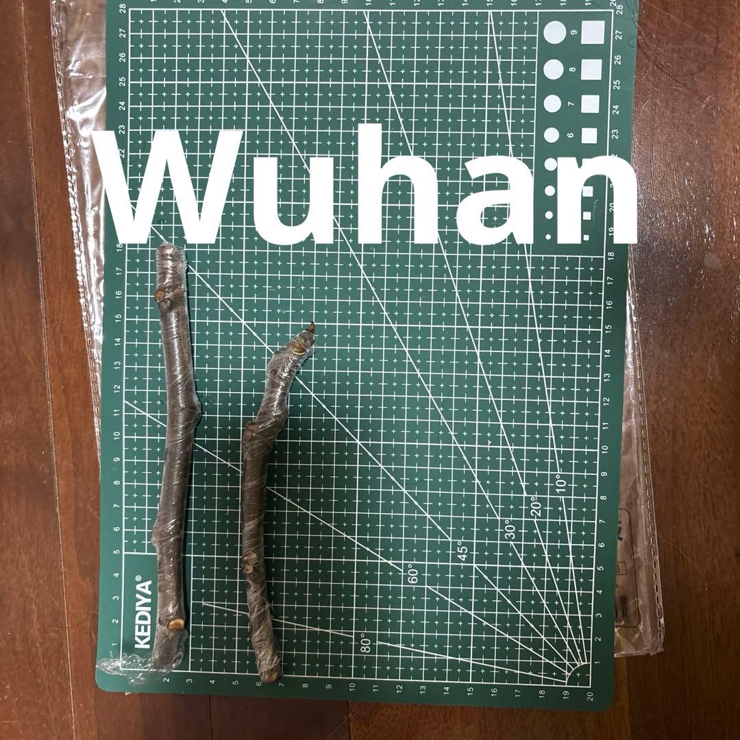 FIG課長専用 青花 イチジク 穂木2本 wuhan2本