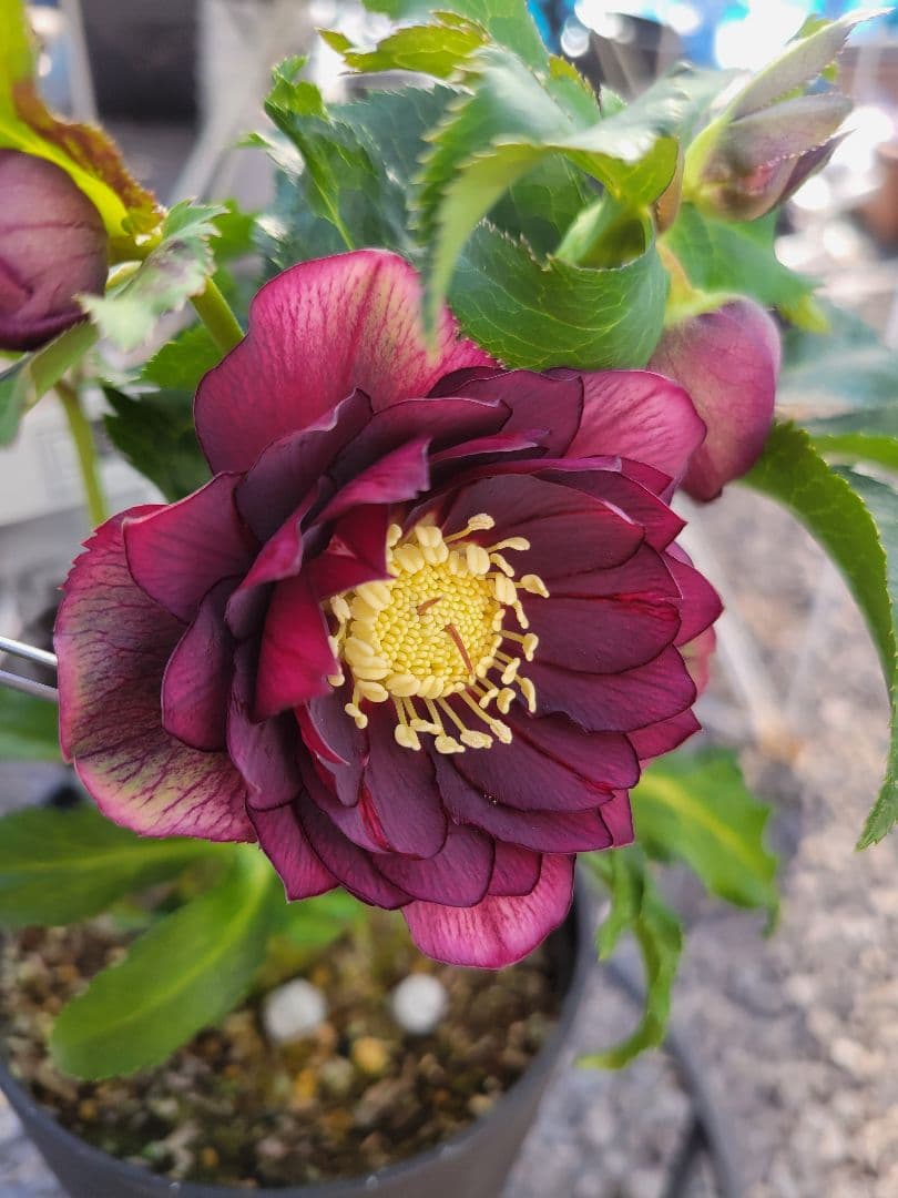 広瀬園芸　クリスマスローズ　ダブル helleborus ホワイトセミダブルとピンクセミダブルの咲き分け