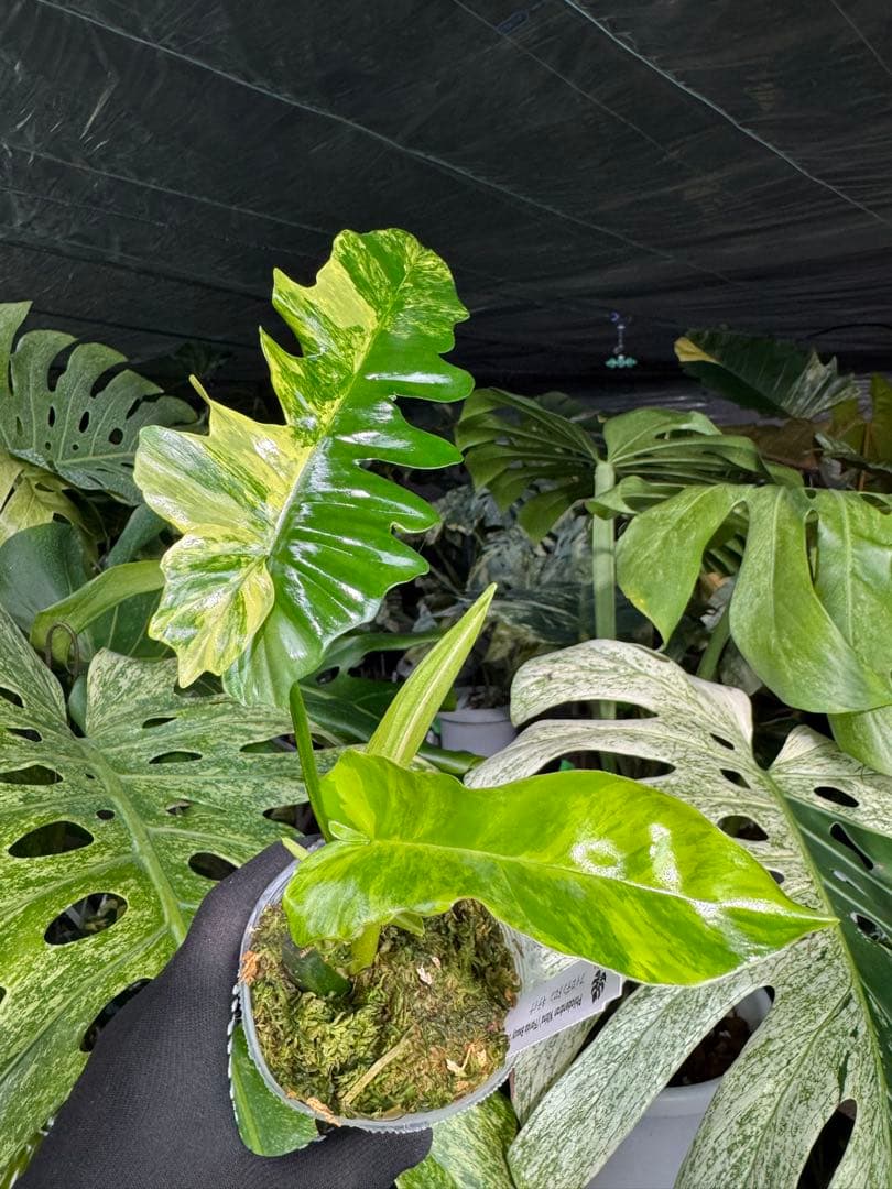 K1 フィロデンドロン　キティナ　健康カット苗 K1 フィロデンドロン キティナ 健康カット苗