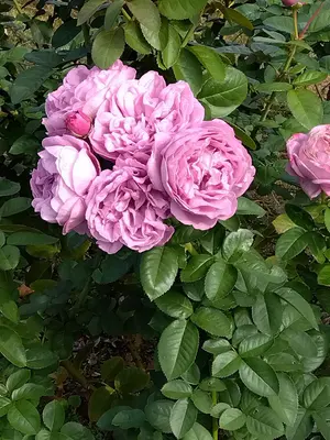 フィルローラー FILAMENT（フィラメント） 川島悠希 通販の虎 - メルカリ